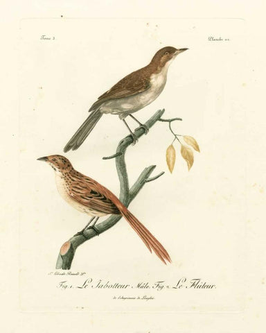 Antique French Birds I White Modern Wood Framed Art Print with Double Matting by de Langlois