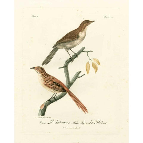 Antique French Birds I Black Modern Wood Framed Art Print with Double Matting by de Langlois