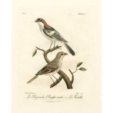 Antique French Birds II Black Modern Wood Framed Art Print by de Langlois