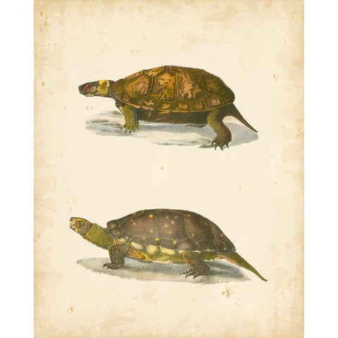 Turtle Duo I White Modern Wood Framed Art Print by Hill, J.W.