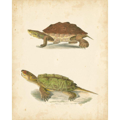 Turtle Duo II Black Modern Wood Framed Art Print with Double Matting by Hill, J.W.