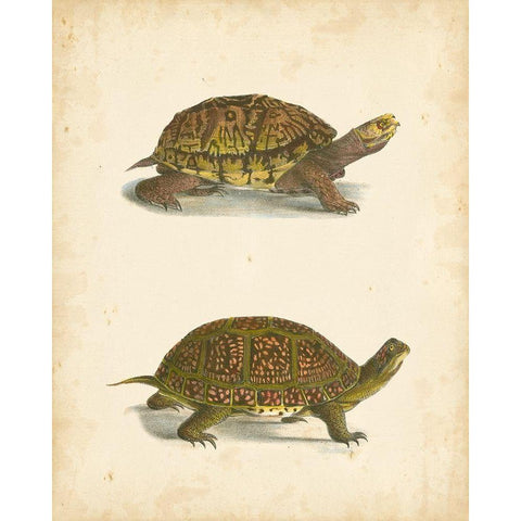 Turtle Duo III Black Modern Wood Framed Art Print with Double Matting by Hill, J.W.