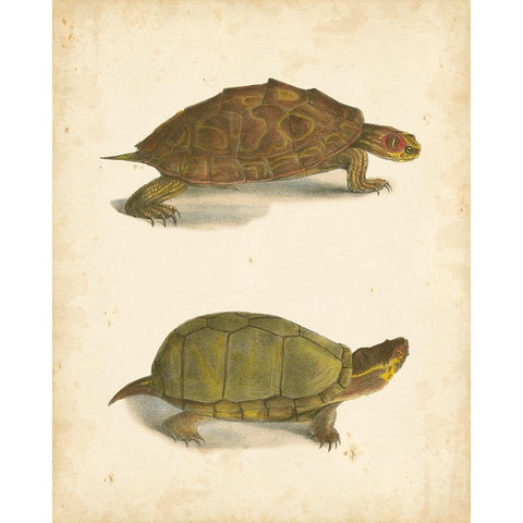 Turtle Duo IV White Modern Wood Framed Art Print by Hill, J.W.