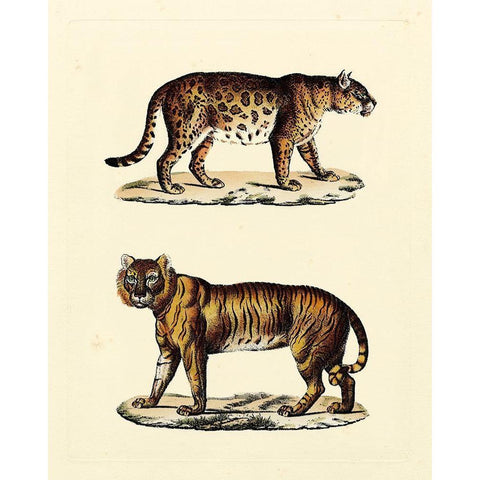 Animal Studies II Gold Ornate Wood Framed Art Print with Double Matting by Vision Studio