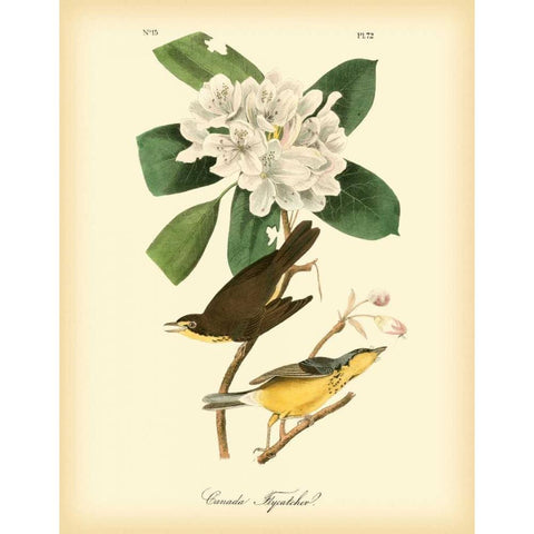 Canada Flycatcher Black Modern Wood Framed Art Print with Double Matting by Audubon, John James