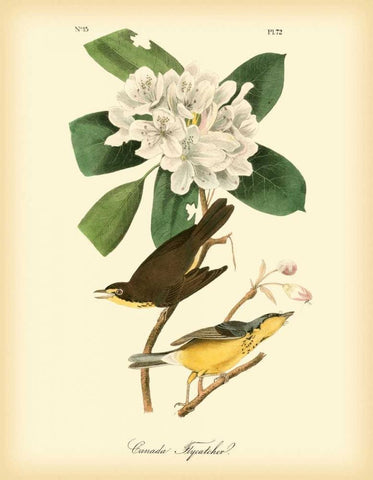 Canada Flycatcher Black Ornate Wood Framed Art Print with Double Matting by Audubon, John James