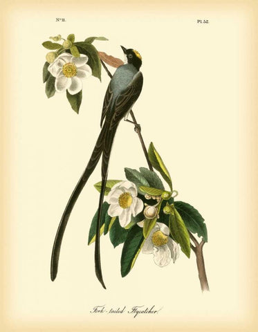 Fork-tailed Flycatcher Black Ornate Wood Framed Art Print with Double Matting by Audubon, John James