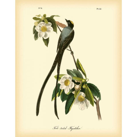 Fork-tailed Flycatcher Gold Ornate Wood Framed Art Print with Double Matting by Audubon, John James