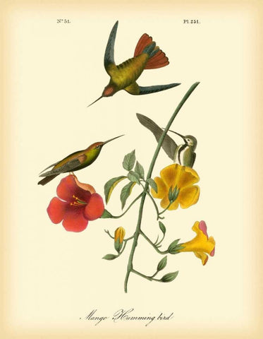 Mango Hummingbird White Modern Wood Framed Art Print with Double Matting by Audubon, John James