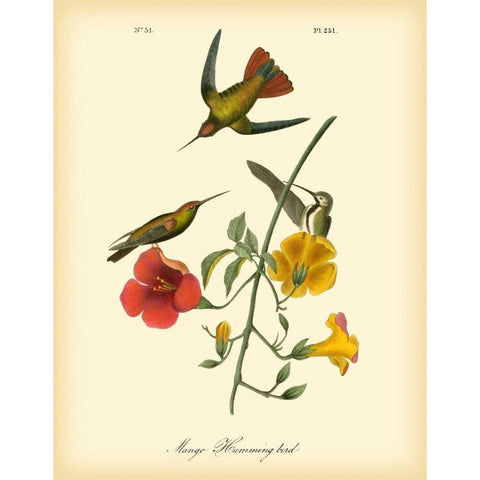 Mango Hummingbird Gold Ornate Wood Framed Art Print with Double Matting by Audubon, John James