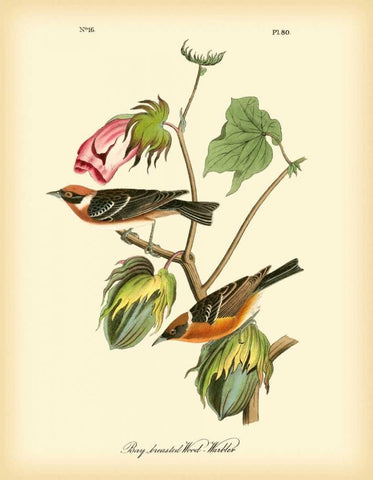 Bay Breasted Wood-Warbler Black Ornate Wood Framed Art Print with Double Matting by Audubon, John James