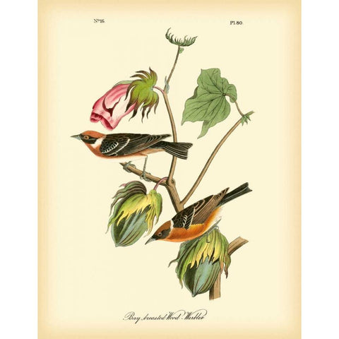 Bay Breasted Wood-Warbler Black Modern Wood Framed Art Print with Double Matting by Audubon, John James