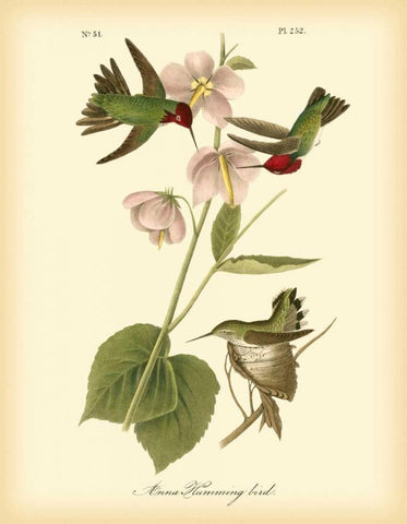 Anna Hummingbird White Modern Wood Framed Art Print with Double Matting by Audubon, John James