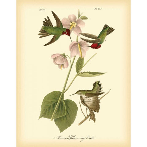 Anna Hummingbird Black Modern Wood Framed Art Print with Double Matting by Audubon, John James