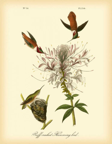 Ruff-neck Hummingbird White Modern Wood Framed Art Print with Double Matting by Audubon, John James