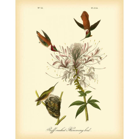 Ruff-neck Hummingbird White Modern Wood Framed Art Print by Audubon, John James