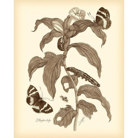 Nature Study in Sepia I Black Modern Wood Framed Art Print with Double Matting by Merian, Maria S.