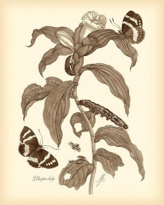 Image Only