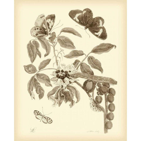 Nature Study in Sepia II White Modern Wood Framed Art Print by Merian, Maria S.