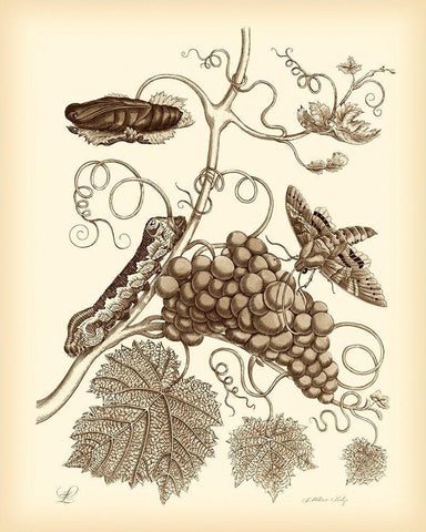 Nature Study in Sepia III White Modern Wood Framed Art Print with Double Matting by Merian, Maria S.