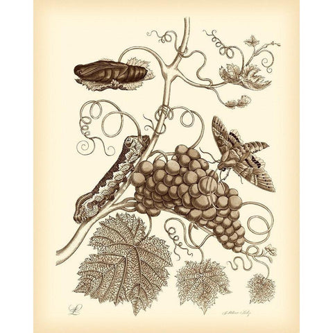Nature Study in Sepia III Black Modern Wood Framed Art Print by Merian, Maria S.