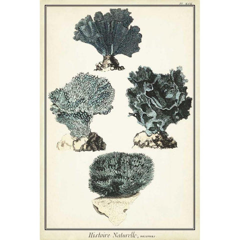 Coral Species I Gold Ornate Wood Framed Art Print with Double Matting by Vision Studio