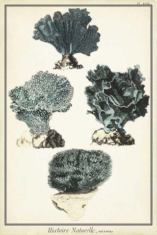 Coral Species I Black Ornate Wood Framed Art Print with Double Matting by Vision Studio