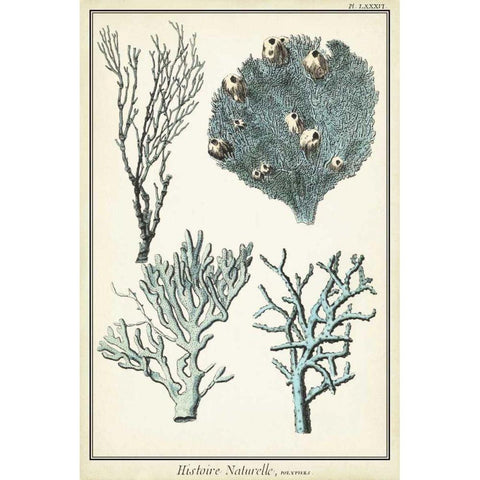 Coral Species II Gold Ornate Wood Framed Art Print with Double Matting by Vision Studio