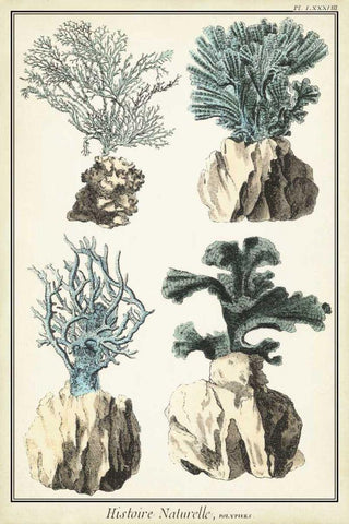 Coral Species III Black Ornate Wood Framed Art Print with Double Matting by Vision Studio