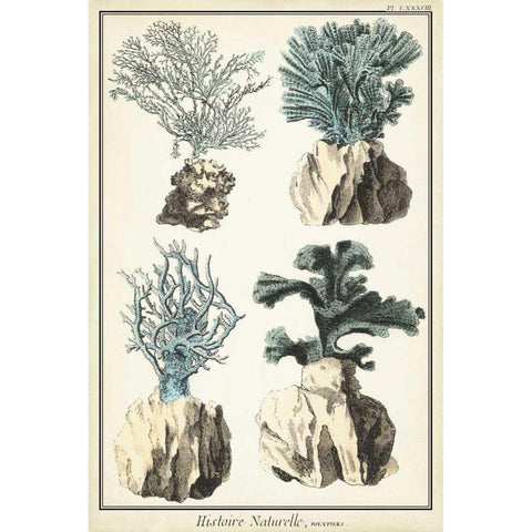 Coral Species III Gold Ornate Wood Framed Art Print with Double Matting by Vision Studio