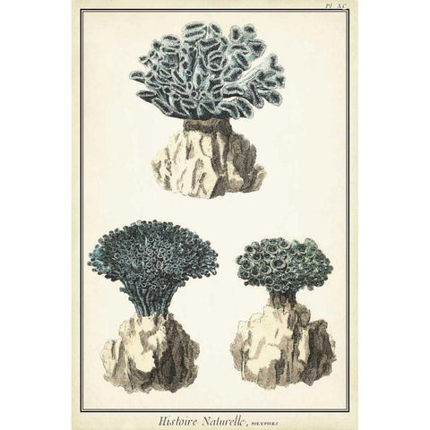 Coral Species IV Black Modern Wood Framed Art Print with Double Matting by Vision Studio