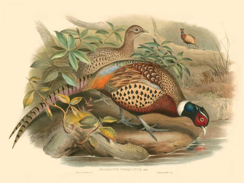 Gould Pheasants I Black Ornate Wood Framed Art Print with Double Matting by Gould, John