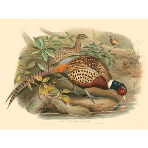 Gould Pheasants I Gold Ornate Wood Framed Art Print with Double Matting by Gould, John