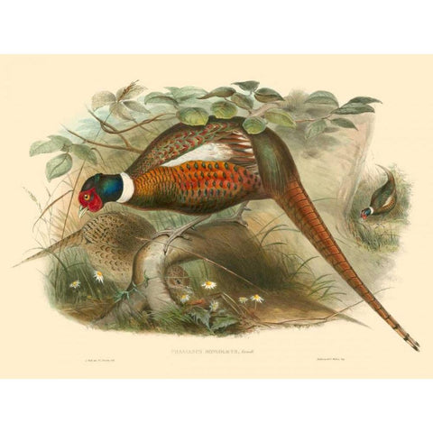 Gould Pheasants II White Modern Wood Framed Art Print by Gould, John