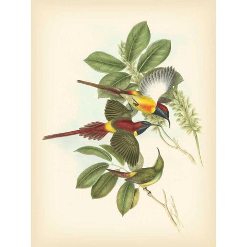 Gould Birds of the Tropics III Black Modern Wood Framed Art Print with Double Matting by Gould, John