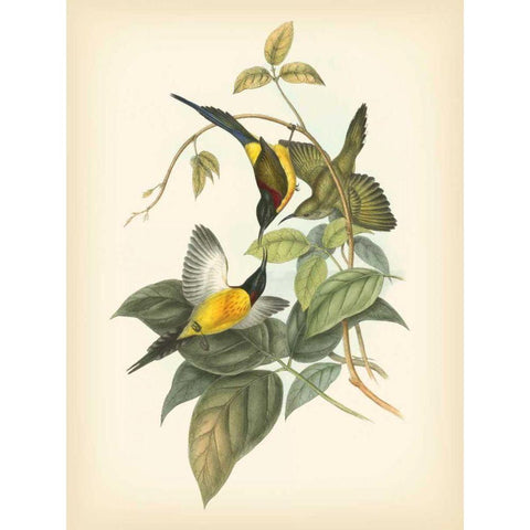 Gould Birds of the Tropics IV Gold Ornate Wood Framed Art Print with Double Matting by Gould, John