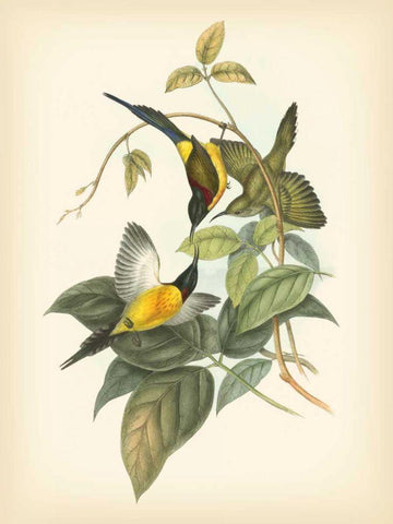 Gould Birds of the Tropics IV Black Ornate Wood Framed Art Print with Double Matting by Gould, John