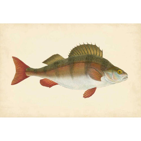 Donovan Antique Fish I Black Modern Wood Framed Art Print with Double Matting by Donovan