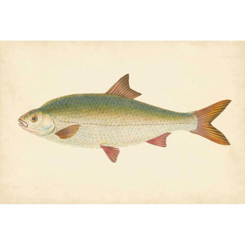 Donovan Antique Fish II Black Modern Wood Framed Art Print with Double Matting by Donovan