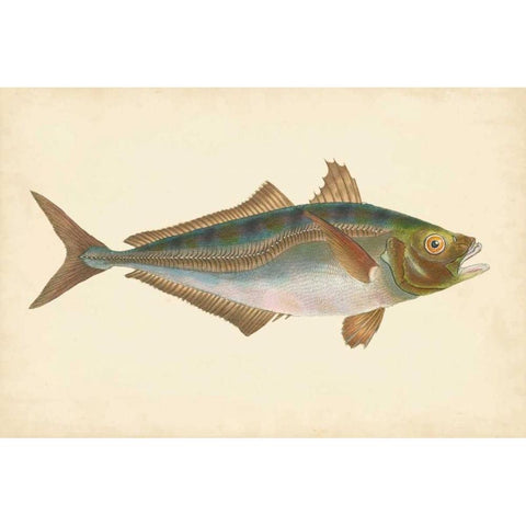 Donovan Antique Fish III Gold Ornate Wood Framed Art Print with Double Matting by Donovan