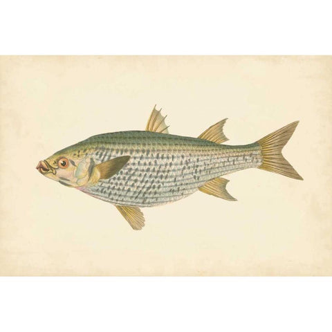 Donovan Antique Fish IV White Modern Wood Framed Art Print by Donovan