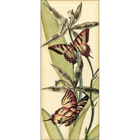 Butterfly Beauty I White Modern Wood Framed Art Print by Vision Studio