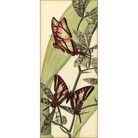 Butterfly Beauty II White Modern Wood Framed Art Print by Vision Studio