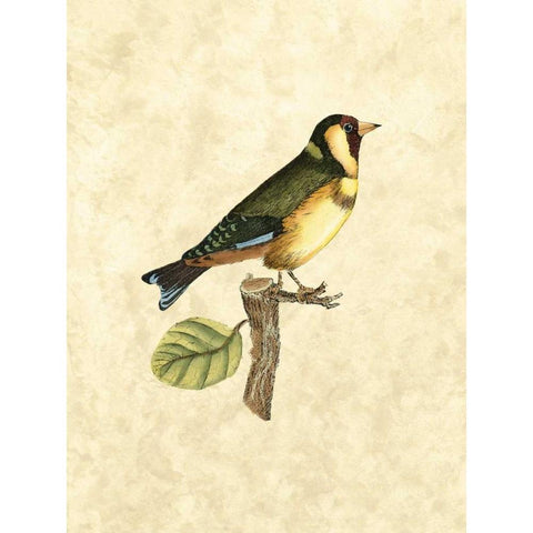 Selby Birds I Gold Ornate Wood Framed Art Print with Double Matting by Selby, John