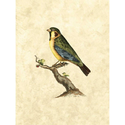 Selby Birds II Gold Ornate Wood Framed Art Print with Double Matting by Selby, John