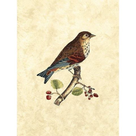 Selby Birds III White Modern Wood Framed Art Print by Selby, John