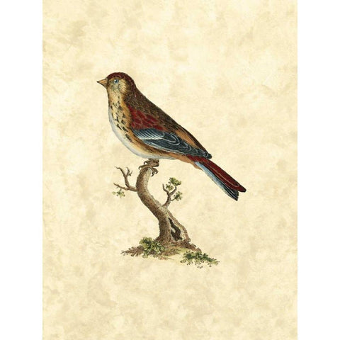 Selby Birds IV Gold Ornate Wood Framed Art Print with Double Matting by Selby, John