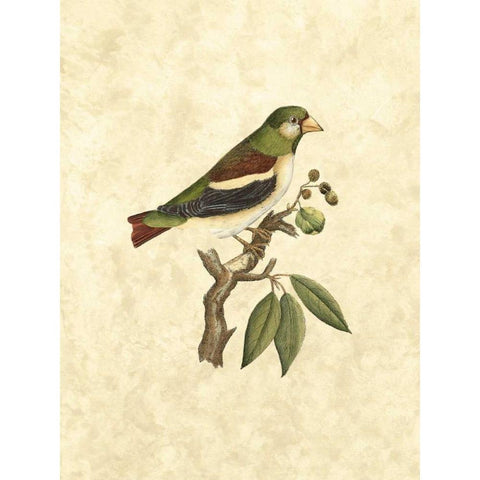 Selby Birds V Black Modern Wood Framed Art Print with Double Matting by Selby, John