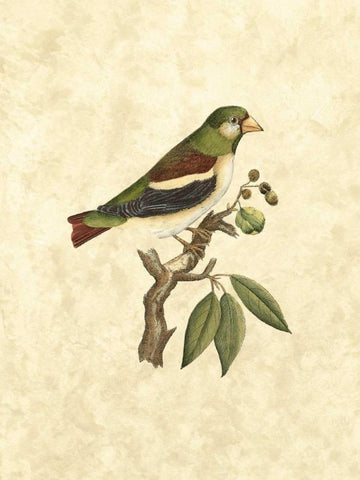 Selby Birds V White Modern Wood Framed Art Print with Double Matting by Selby, John