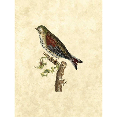 Selby Birds VI White Modern Wood Framed Art Print by Selby, John
